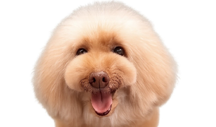 Dog car salon minbee (出張・来店型トリミング)の外観